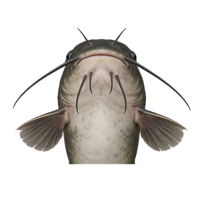 Illustration of a black bullhead's head from below, showing dark chin barbels and pectoral spines without large teeth on their back edge.