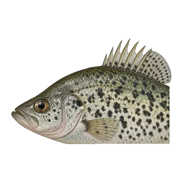 Illustration of a black crappie's head and front half from the side, with seven spines at the front of the dorsal fin and irregular black speckles on the sides.