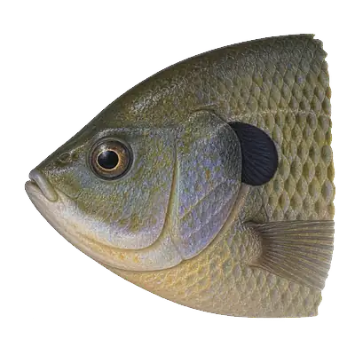 Illustration of a bluegill's head from the side, with a small mouth and a dark ear flap that is dark all the way to its edge.