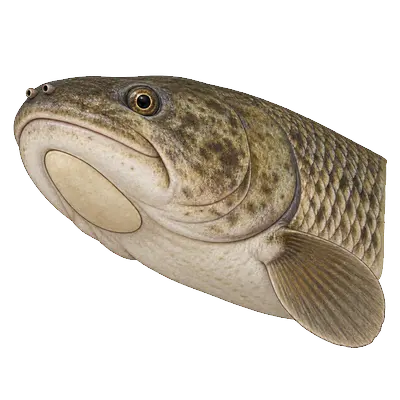 Illustration of a bowfin's head from below and to the side, showing the bony gular plate between the halves of the lower jaw and short tubular nostrils.