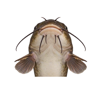 Illustration of a brown bullhead's head from below, showing dark chin barbels, mottled brown edges and strong saw-like teeth on the back edge of each pectoral spine.