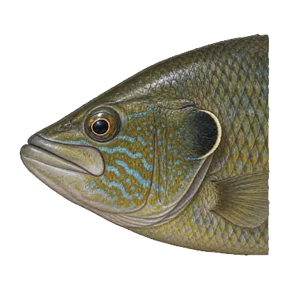 Illustration of a green sunfish's head from the side, with a large mouth reaching below the middle of the eye, wavy blue-green cheek lines and a dark ear flap with a pale edge.