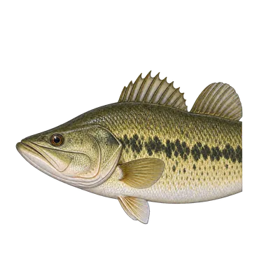 Illustration of a largemouth bass's head and front half from the side, mouth closed, with the upper jaw reaching past the back of the eye, a deep notch between the two parts of the dorsal fin, and a dark band along the side.