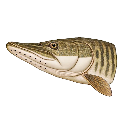 Illustration of a muskellunge's head from the side and slightly below, showing seven and eight sensory pores along the two sides of the lower jaw, with scales on only the upper half of the cheek and gill cover.