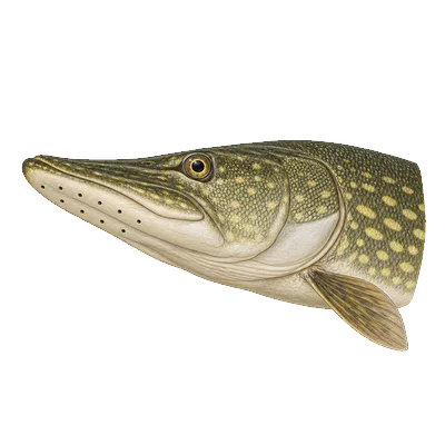 Illustration of a northern pike's head from the side and slightly below, showing five sensory pores along each side of the lower jaw, a fully scaled cheek, and scales on only the upper half of the gill cover.