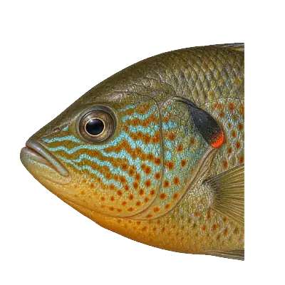Illustration of a pumpkinseed's head from the side, with wavy blue-green lines on the cheek and a bright red-orange spot on the tip of a short dark ear flap.