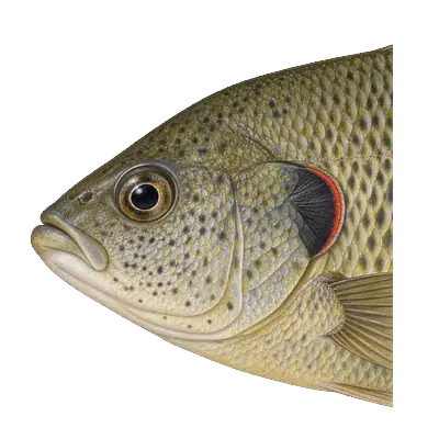 Illustration of a redear sunfish's head from the side, with a small mouth, a plain speckled cheek and a red crescent along the edge of the dark ear flap.