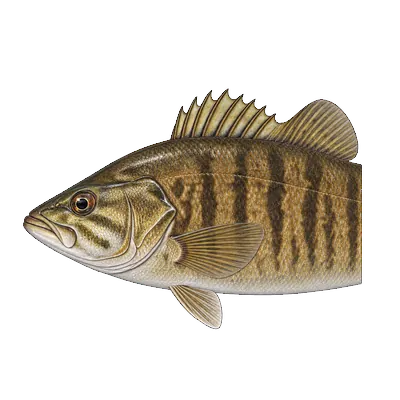 Illustration of a smallmouth bass's head and front half from the side, mouth closed, with the upper jaw ending below the eye, a shallow notch joining the two parts of the dorsal fin, and dark vertical bars on bronze-brown sides.