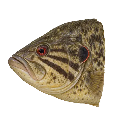 Illustration of a warmouth's head from the side, with a very large mouth, a red eye, dark stripes running back from the eye and a small dark ear flap edged in red.