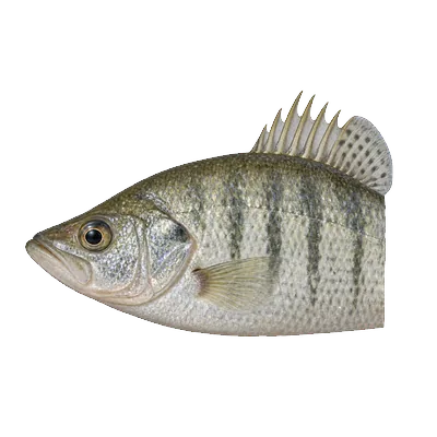 Illustration of a white crappie's head and front half from the side, with six spines at the front of the dorsal fin and dark vertical bars on pale silvery sides.
