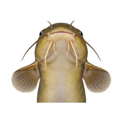 Illustration of a yellow bullhead's head from below, showing pale yellowish-white chin barbels and moderate teeth on the back edge of each pectoral spine.