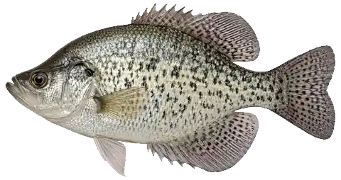 Illustration of a crappie in side view