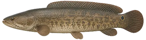 Illustration of a bowfin in side view