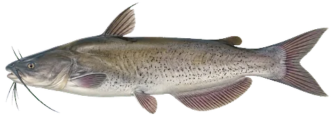 Illustration of a channel catfish in side view