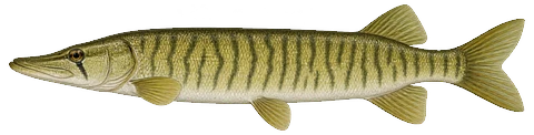 Illustration of a redfin (grass) pickerel in side view