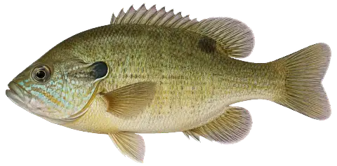 Illustration of a green sunfish in side view