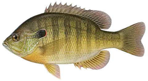 Illustration of a redear sunfish in side view