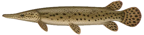 Illustration of a gars in side view