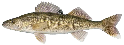 Illustration of a walleye in side view