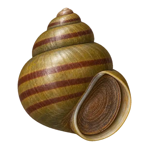 Banded mysterysnail shell with reddish-brown bands