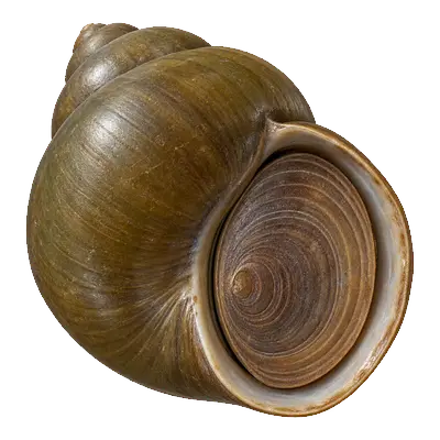Opening of a Chinese mysterysnail closed by a lid with tree-ring-like growth rings