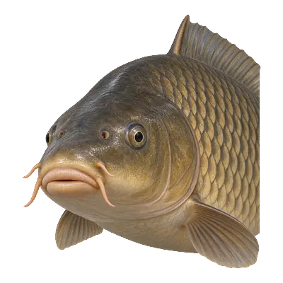 Common carp head from the front showing two pairs of barbels at the mouth