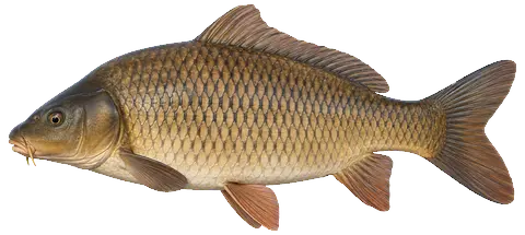 Common carp seen from the side