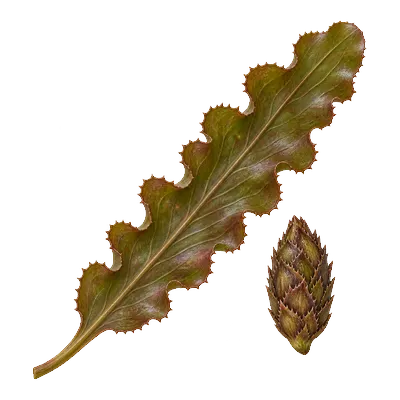 Curly-leaf pondweed leaf with toothed wavy edges beside a hard bur-like turion