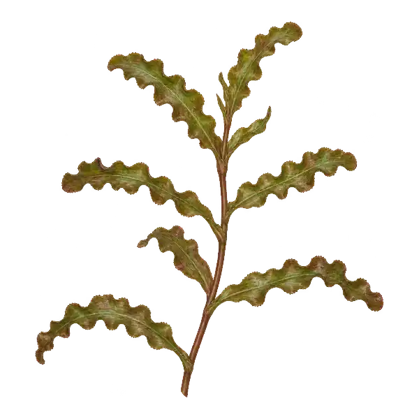 Curly-leaf pondweed stem with wavy-edged leaves
