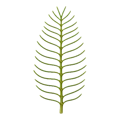 Single Eurasian watermilfoil leaf with many pairs of thread-like leaflets