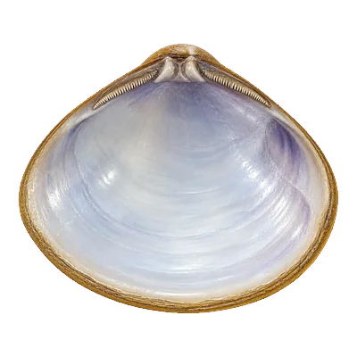 Inside of a golden clam shell, pale purple with a toothed hinge