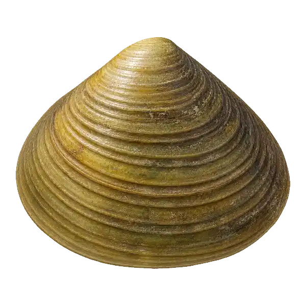 Golden-brown clam shell with heavy evenly spaced ridges