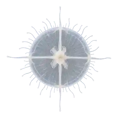 Freshwater jellyfish seen from above, showing four canals in a cross and a fringe of tentacles