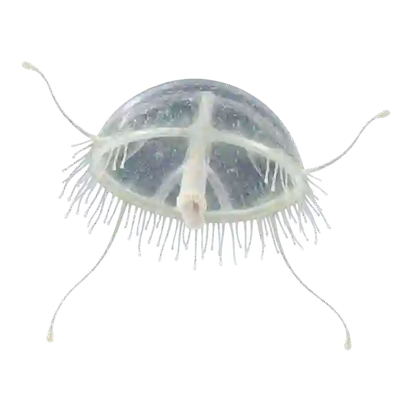 Nearly clear freshwater jellyfish with a cross-shaped pattern inside its bell