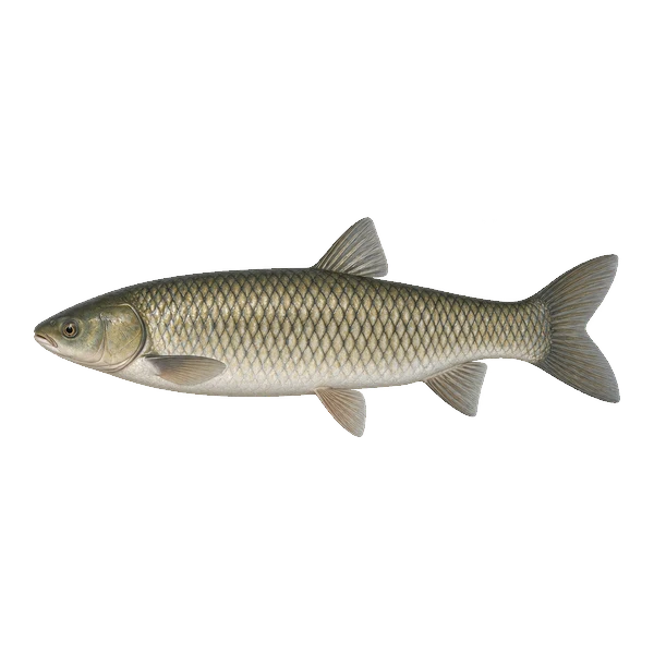 Grass carp