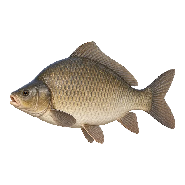 Bigmouth buffalo, a deep-bodied native fish with no barbels