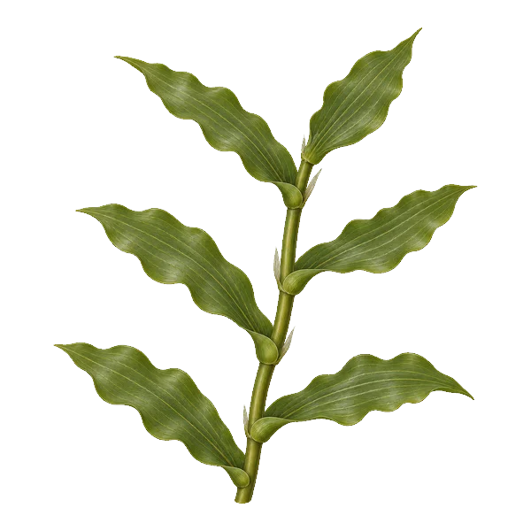 Clasping-leaf pondweed: broad wavy-edged leaves wrapping around the stem