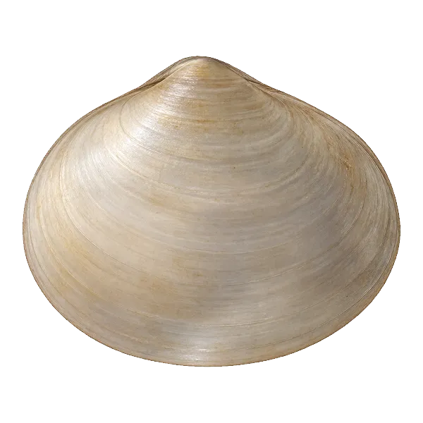 Native fingernail clam, small and smooth-shelled