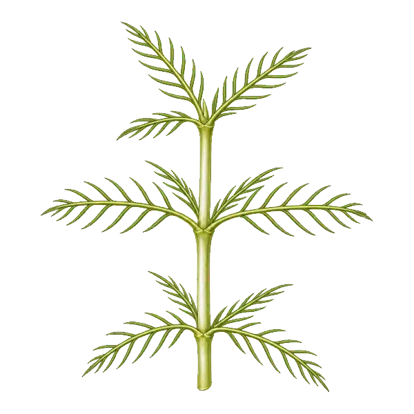 Northern watermilfoil stem with widely spaced leaflet pairs