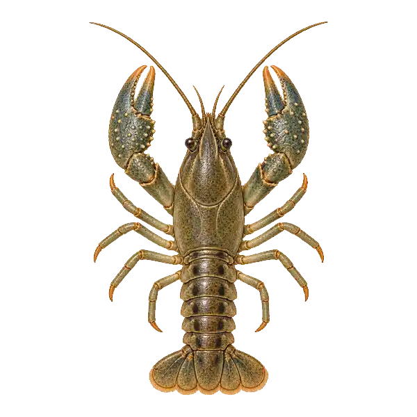Virile crayfish with bluish claws and no side spots