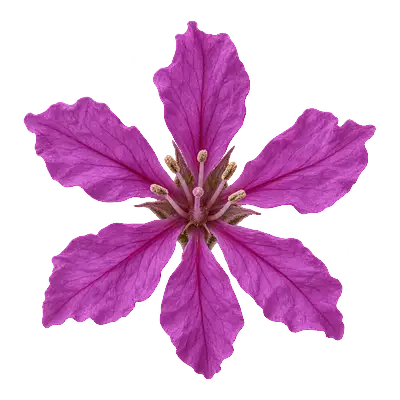 Single purple loosestrife flower with six crinkled magenta petals
