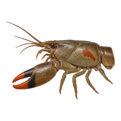 Rusty crayfish from the side showing the rusty-red spot on its shell and banded claw tips