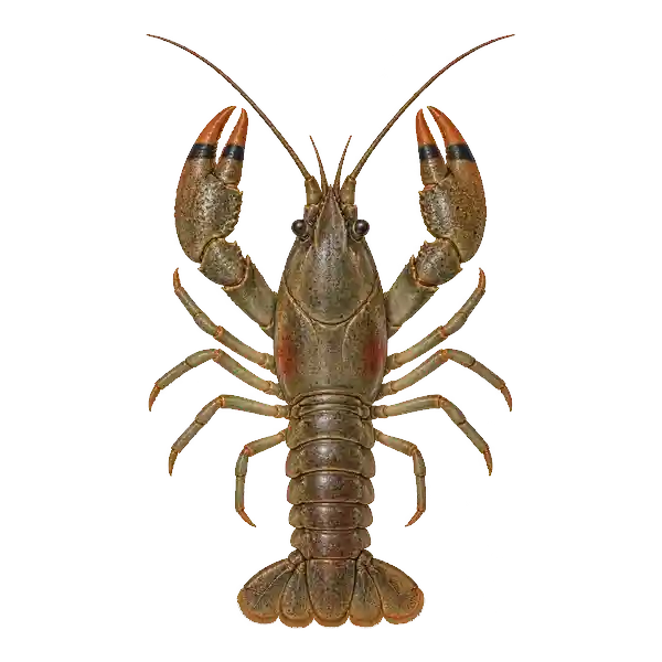 Rusty crayfish seen from above with large claws