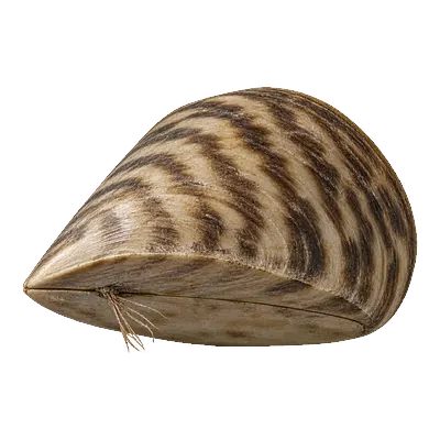Zebra mussel seen from below, showing its flat underside