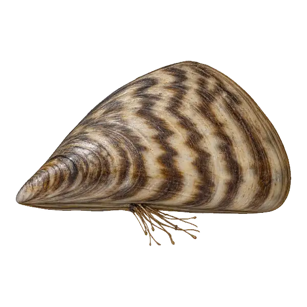 Zebra mussel shell seen from the side, with zigzag stripes and attachment threads